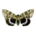 Clifden Nonpareil (Blue Underwing) Catocala fraxini SPECIAL PRICE! 30 Eggs for the price of 15